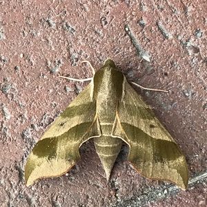 Meet your Posher, Travis